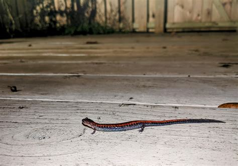  Quagga Salamander:  A Strange Amphibian With a Remarkably Unique Appearance That Can Change Color Depending On Its Surroundings!