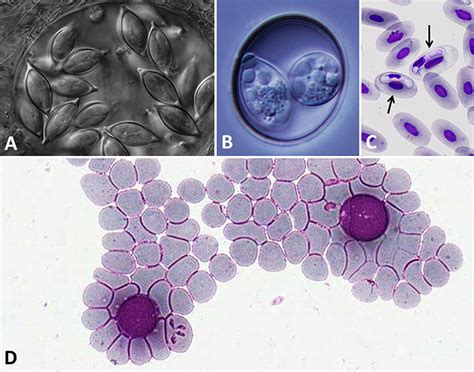  Apicomplexan! A Microscopic Parasite That Lurks Within