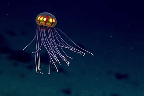  Fractodes -  The Enigmatic Jellyfish That Thrives in the Deepest Ocean Trenches and Dances With Bioluminescent Grace