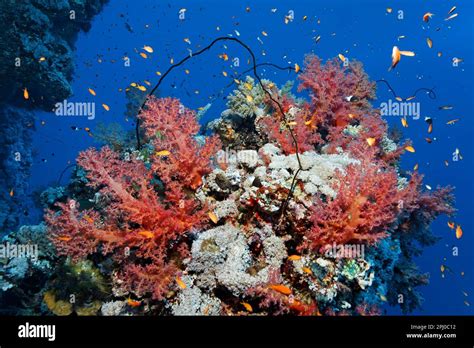  Khối Polyp Đáng Kinh Ngạc: Khám Phá Những Bí Ẩn Của Klunzinger's Carpet Coral!