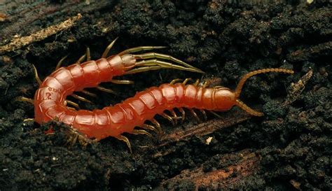  Knobtail Millipede! A Terrific Terrestrial Trekkie Traversing Tiny Trails Through Tranquil Turf