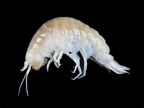  Langoustine: A Tiny Crustacean That Lives Both In Shallow Waters And In Deep-Sea Trenches!