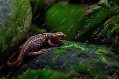  Quagga Salamander:  A Strange Amphibian With a Remarkably Unique Appearance That Can Change Color Depending On Its Surroundings!