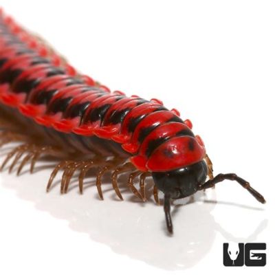  Rugosum! A Terrifying but Fascinating Creature Lurking Beneath Your Feet: Unmasking the Mysteries of the Dragon Millipede