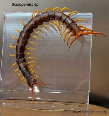  Scolopendra: A Creature That Slithers Like A Snake Yet Possesses The Legs Of A Thousand Centipedes!