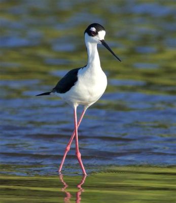  Stilt!  A Bird With Legs Like Stilts And A Talent For Standing Tall