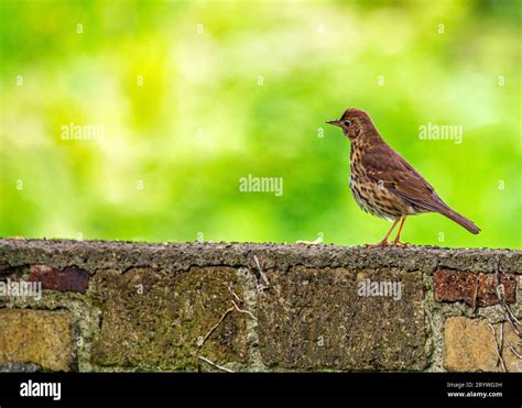  Thrush! Lovable Songbird With Striking Feathers, Renowned For Its Melodious Voice And Agile Flight