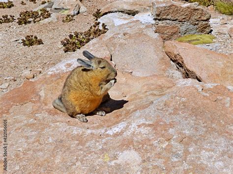  Viscacha! A Furry Masterpiece of the Andes Mountains