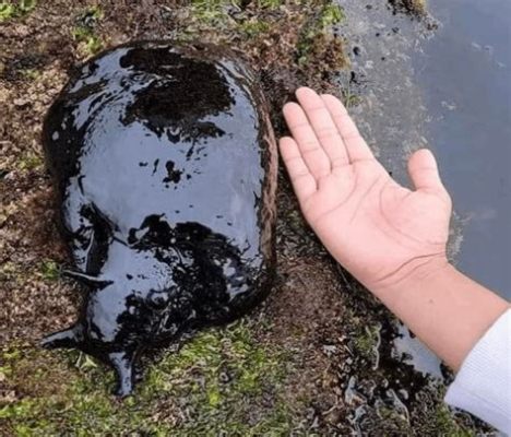  Aplysia! The Giant Sea Slug That Might Just Steal Your Heart (And Appetite!)