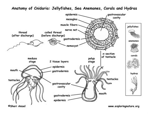  Inodontea: Một Đáng Nghi ngờ của Những Loài Cnidaria với Hình Dạng Rất Khác Biệt!