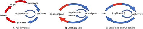  Isotoma! This Remarkably Tiny Parasite Lives a Complicated Life Cycle Within Its Hosts