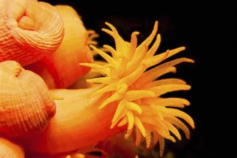  Yellowgrove Polyp: A Tiny Creature Living on the Edge of Extremes!